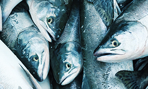 19 havbrug skaber cirka 14 procent af omsætningen fra produktionen af spisefisk